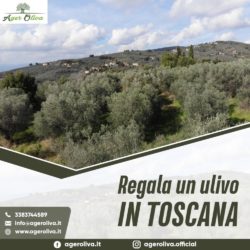 Regala un ulivo in Toscana