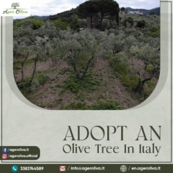 adopt and olive tree in itlay image