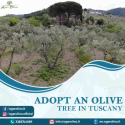Adopt an olive tree in tuscany