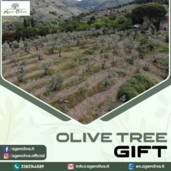 Olive tree gift