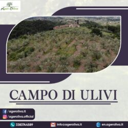 Campo di ulivi 2