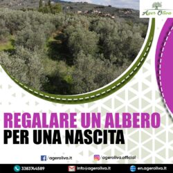 regalare un albero per una nascita