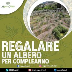 regalare un albero per compleanno